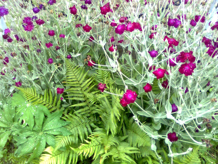 DOC POZE 025 - A___PRIMAVARA-VARA 2014