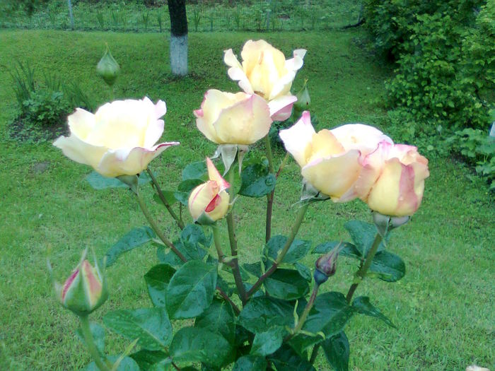 DOC POZE 024 - A___PRIMAVARA-VARA 2014