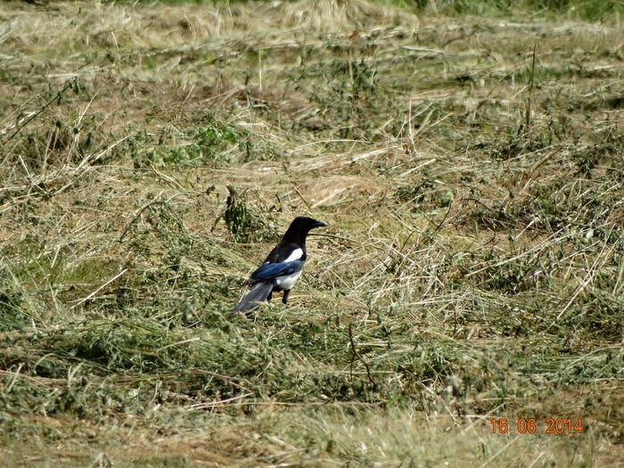 DSC05055 - Diverse vietati 2014