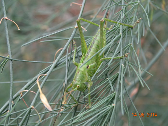 DSC04997 - Diverse insecte