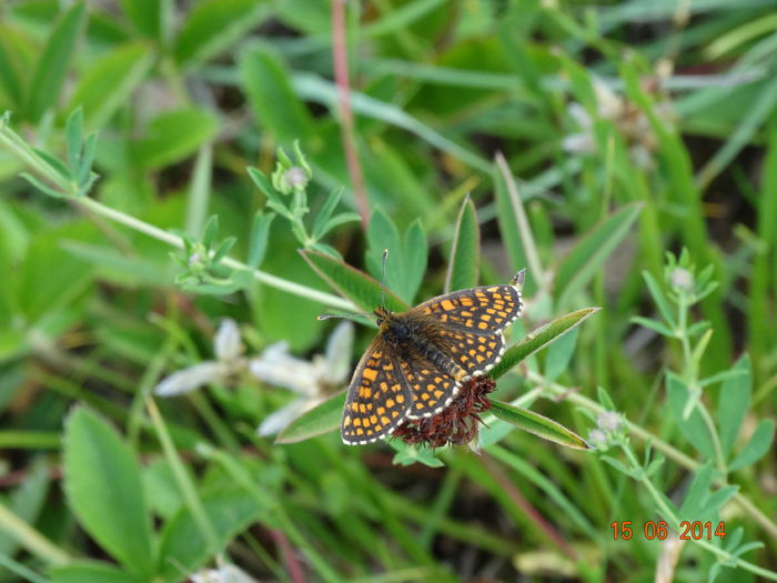 DSC05154 - Diverse insecte