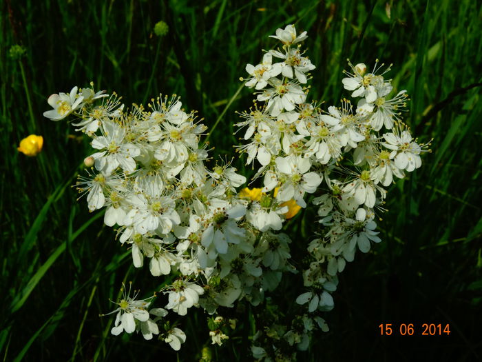 DSC05088 - Plante in natura 2014