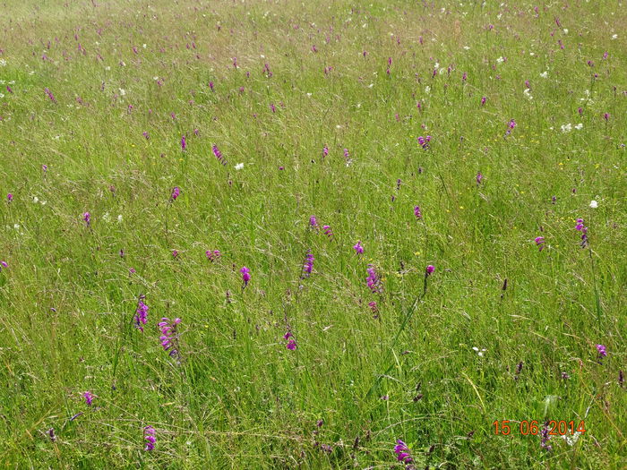 DSC05063 - Plante in natura 2014