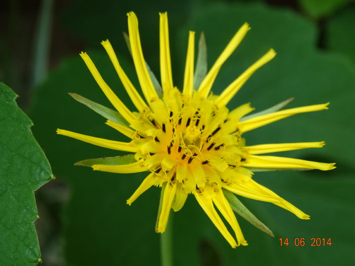 DSC04900 - Plante in natura 2014