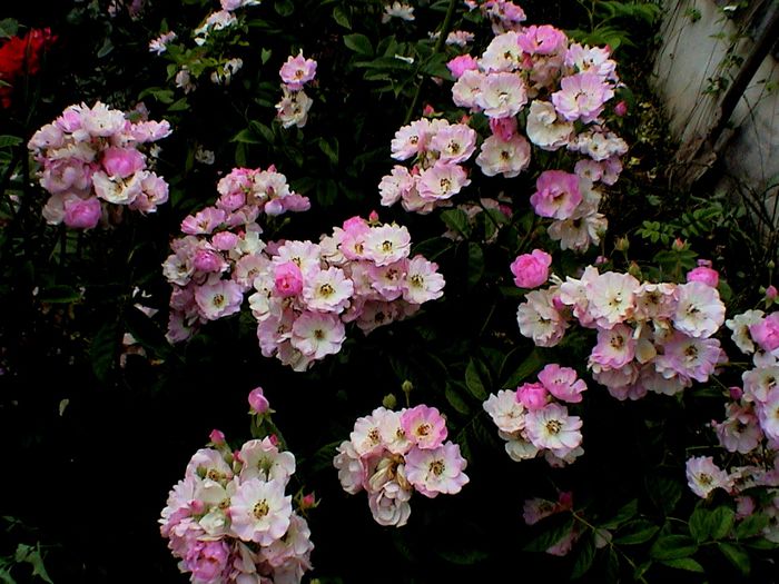 DSC00731