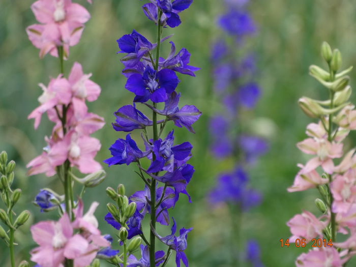 DSC04941 - Plante in gradina 2014