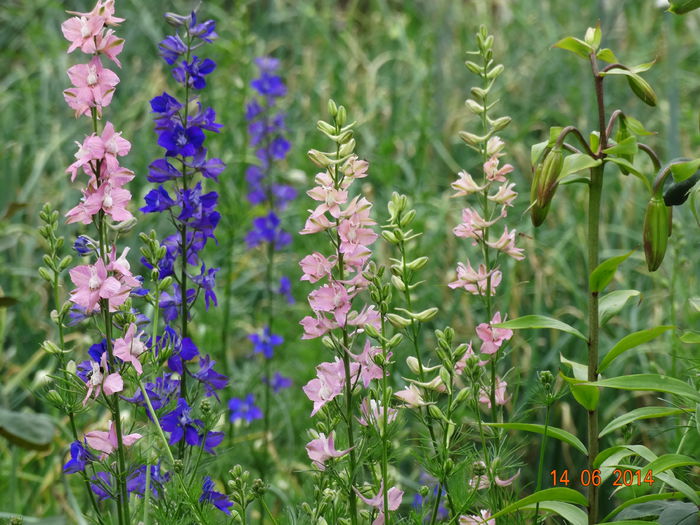 DSC04940 - Plante in gradina 2014