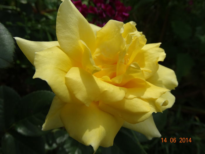 DSC04889 - Plante in gradina 2014