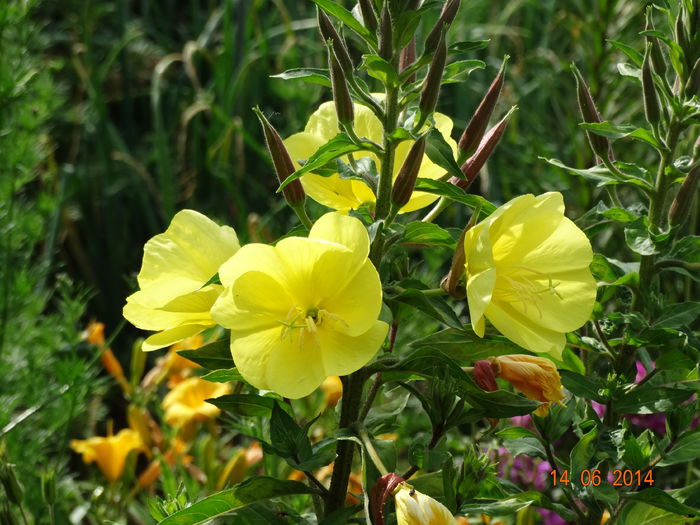 DSC04872 - Plante in gradina 2014