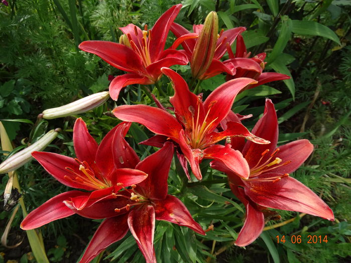 DSC04888 - Crini 2014