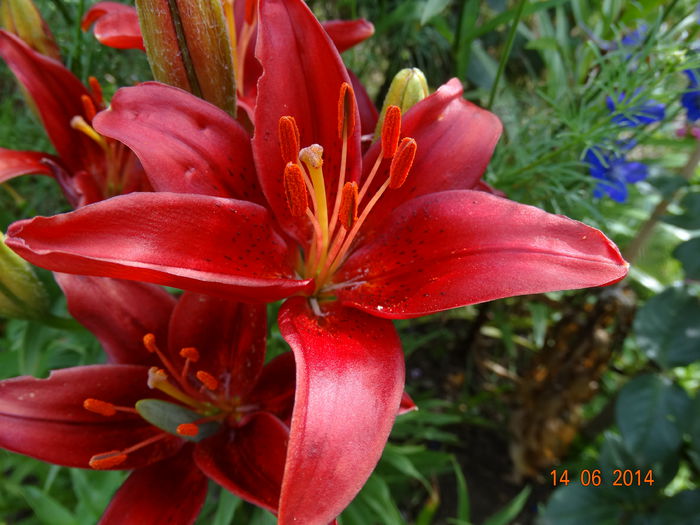 DSC04890 - Crini 2014