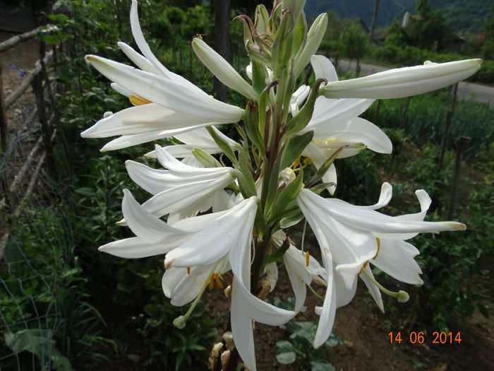 DSC04895 - Crini 2014