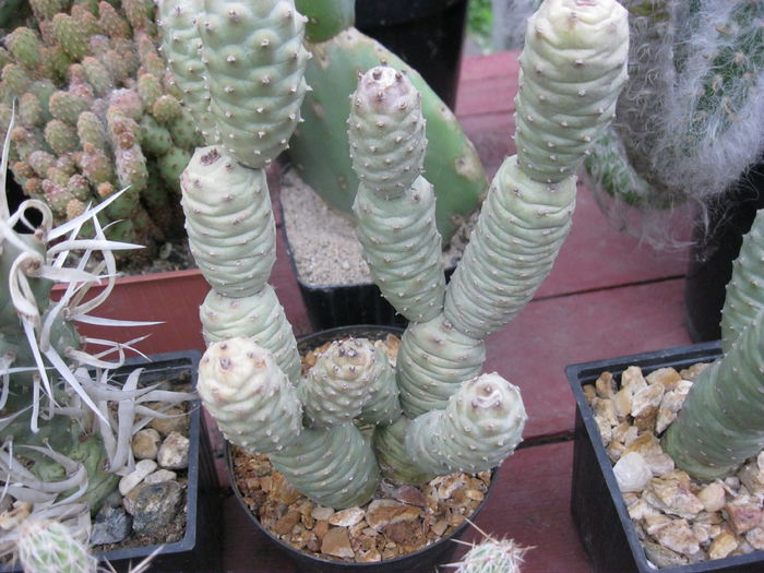 Tephrocactus articulatus - Plante