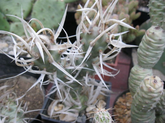Tephrocactus articulatus v.papiracanthus - Plante