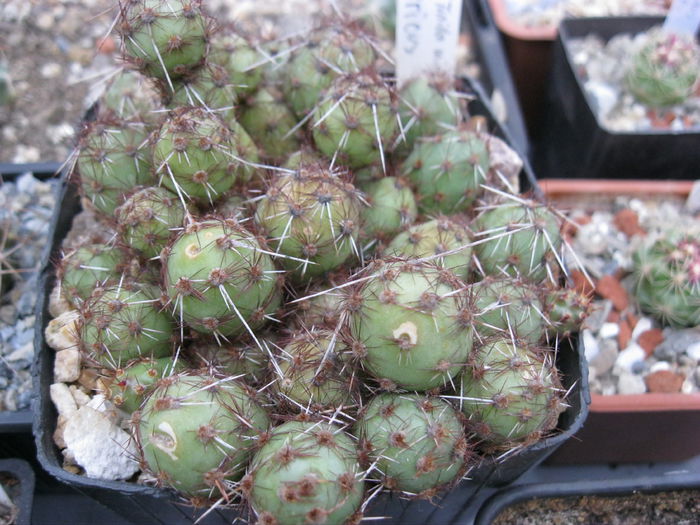 Tephrocactus sphaericus - Plante