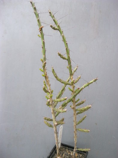 Cylidropuntia kleniae - Plante