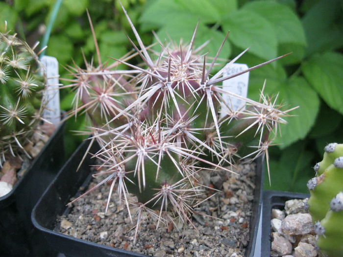 Corynopuntia invicta - Plante