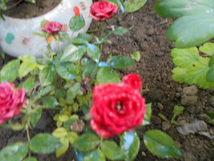 iunie  2014 trandafir
