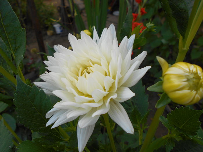 iunie  2014 dalia  alba - iunie 2014