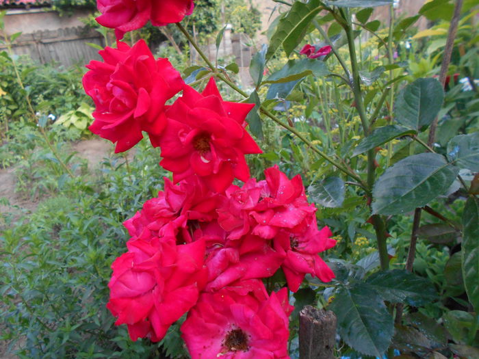 iunie  2014 trandafir buchetar rosu