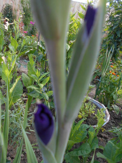 iunie  2014 gladiola boboc, oare albastra? - iunie 2014