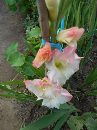 iunie  2014 gladiola alb cu roz