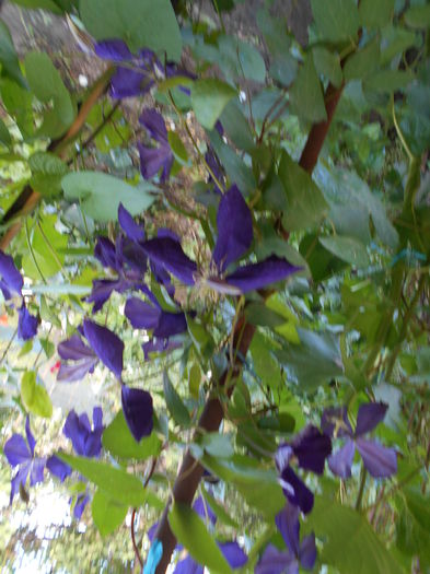 iunie  2014 clematita Jakmani