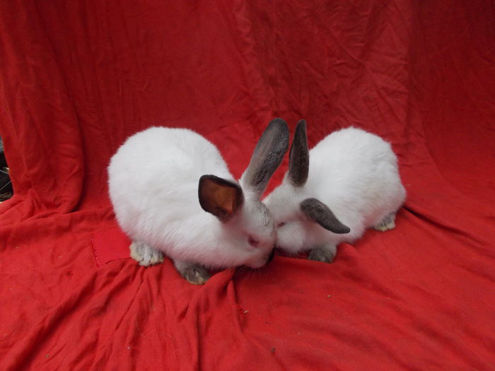  - Pui californian-vanduti