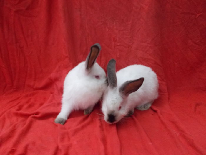  - Pui californian-vanduti