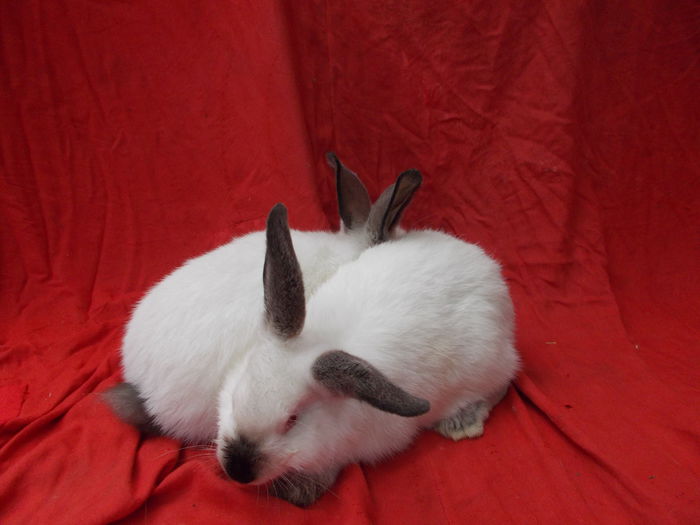  - Pui californian-vanduti