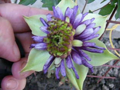 Clematis Vienetta