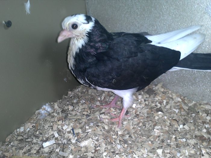 din parinti cu joc lungg