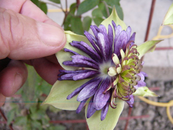 P1220484 - Anul 2014 III