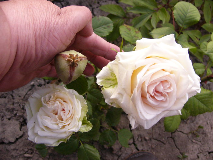 P1220494 - Anul 2014 III