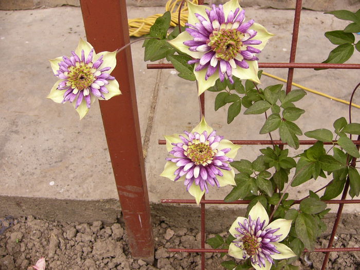 Clematis Vienetta