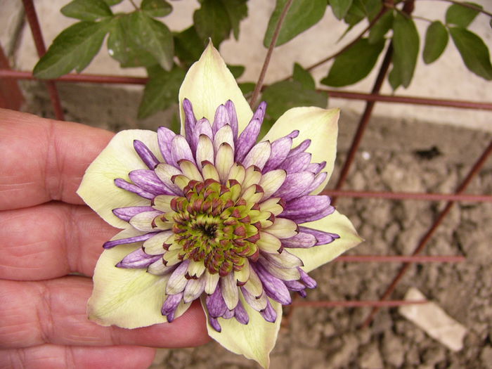 P1220505 - Anul 2014 III