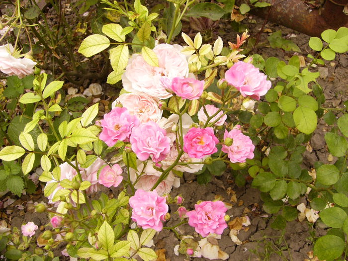 Rosa Fairy-roz-