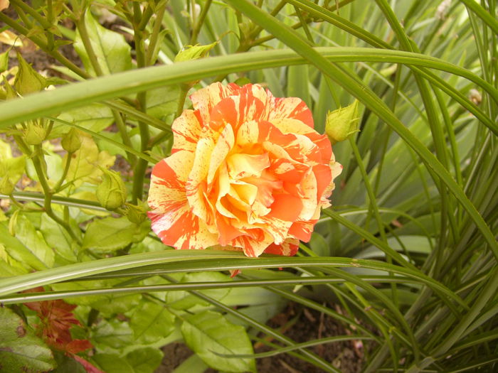 Rosa Alfred Sissley - Anul 2014 III