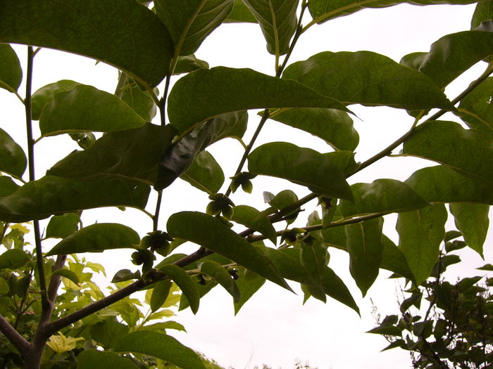 P1220534 - Anul 2014 III