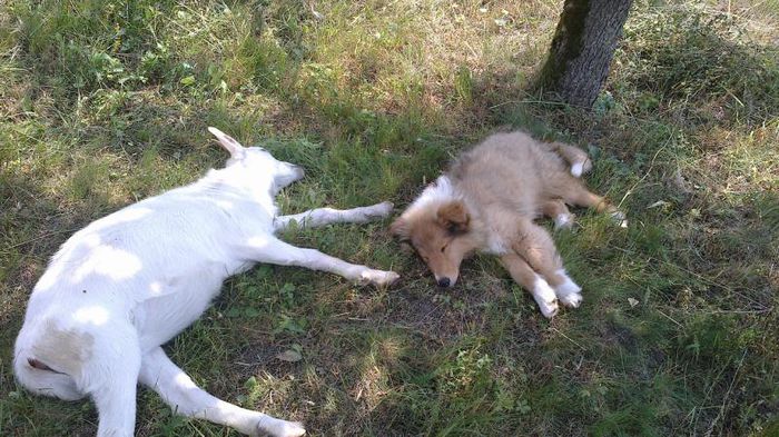 Lisa si Cristina foarte bune prietene - Catelusa collie ciobanesc scotian