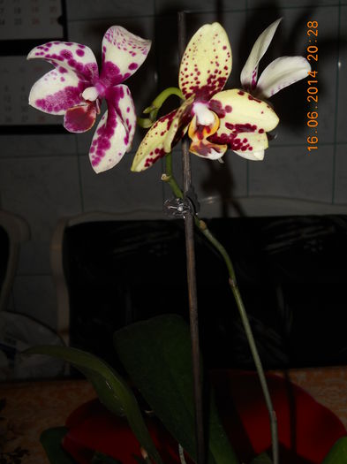 002 - ACHIZITII 2014