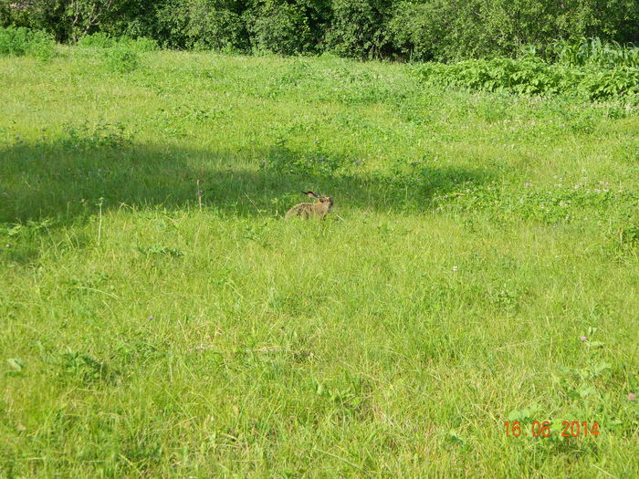 Picture 003 - Musafiri la noi in gradina