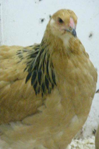 PUICUTE BRAHMA