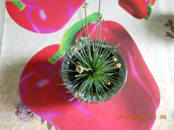 017 - ACHIZITII 2014