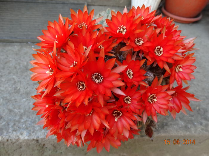 DSC05015