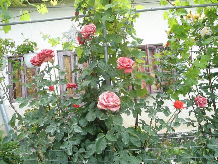 10486605_515145208613346_1205046569_n