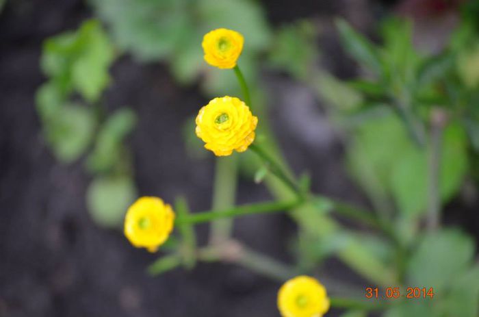 ranunculus