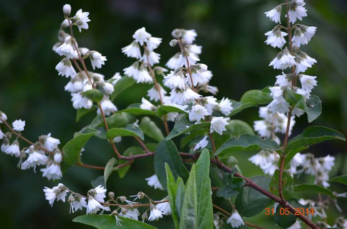 deutzia - a-a VARA-FLORI-2014