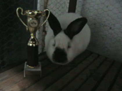 CAMPIOANA  CALIFORNIAN MARAMURES