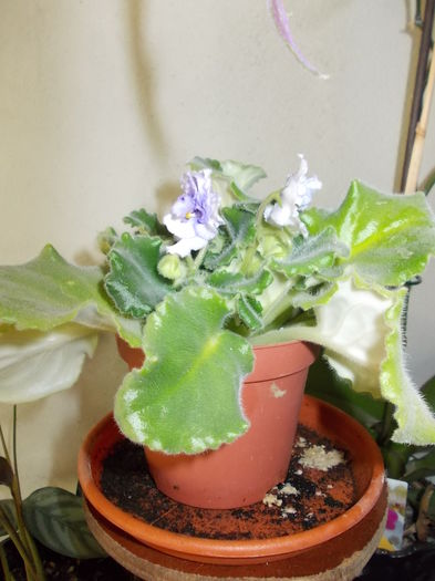 DSCN0820